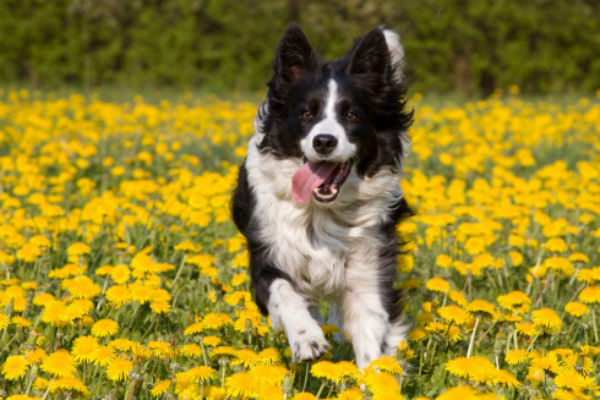 Border Collie Facts - Wisdom Panel™ Dog Breeds