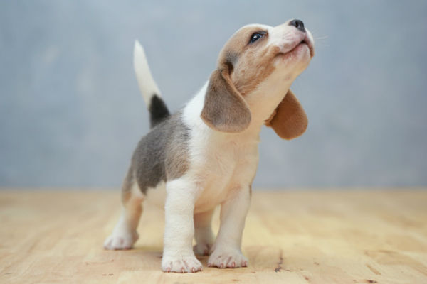 cute puppy breeds