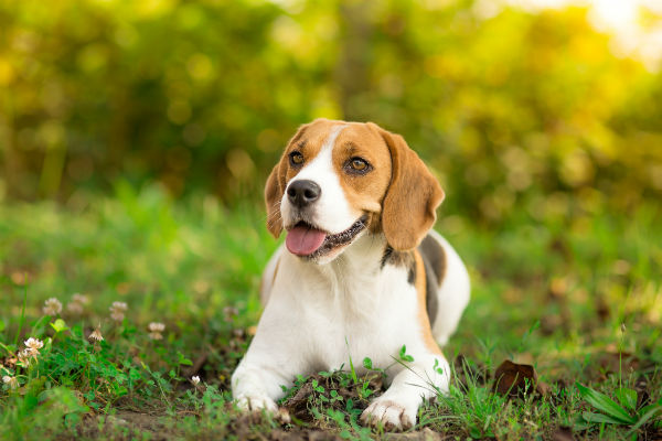 beagle 2016 top ten