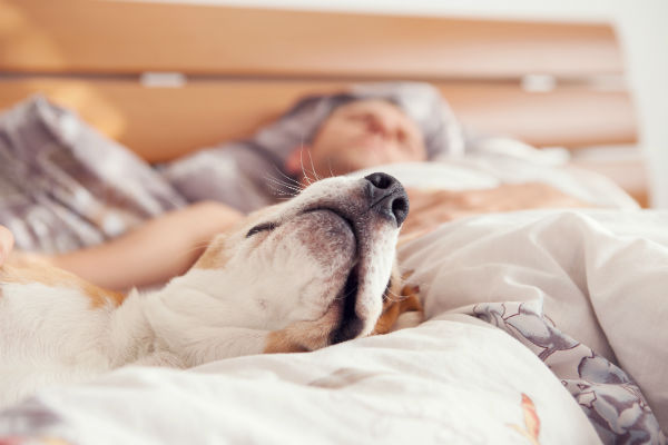 dog sleeping on floor instead of bed