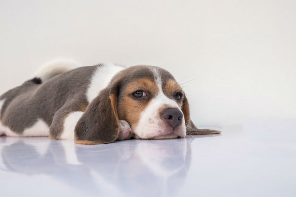 beagle