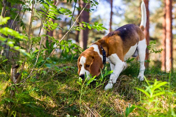 beagle sniffing