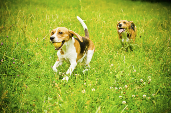 beagles running in grass