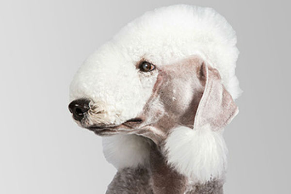 bedlington-terrier