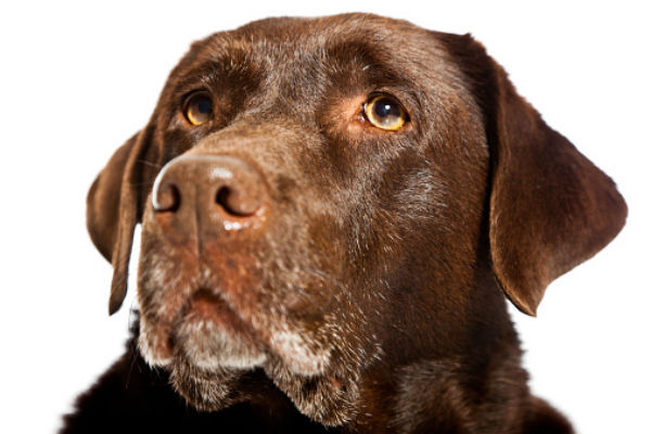 Recognizing Behavioral Changes in Senior Dogs – American Kennel Club