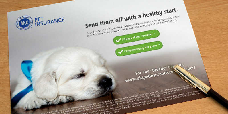 pet insurance