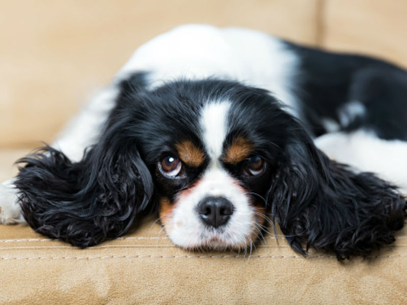 The Best Dog Breeds For Apartment Living - American Kennel Club