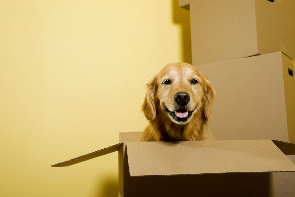 golden retriever in box