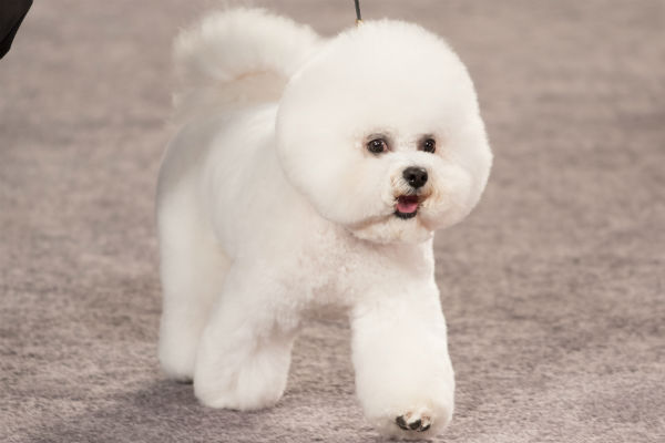 [bichon body image]