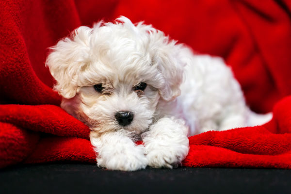 Bichon Frise Brown Ears