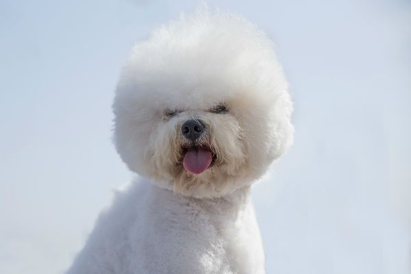 filtered water for dog tear stains