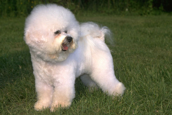 Cute Small Dogs Cutest Dog Breeds That Stay Small