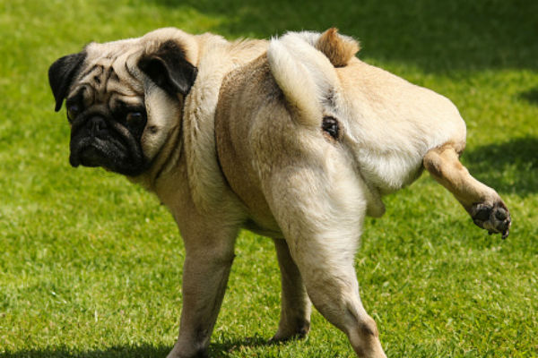 Afbeeldingsresultaat voor DOG PEEING