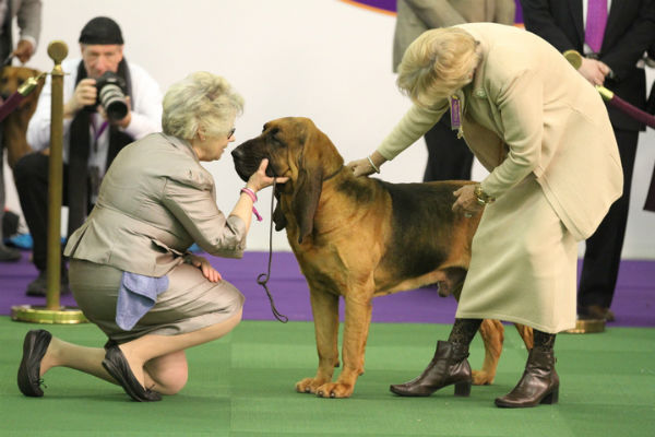 bloodhound