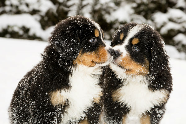 really cute baby puppies