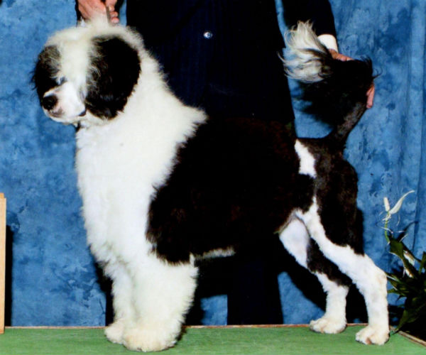 Akc portuguese hot sale water dog breeders