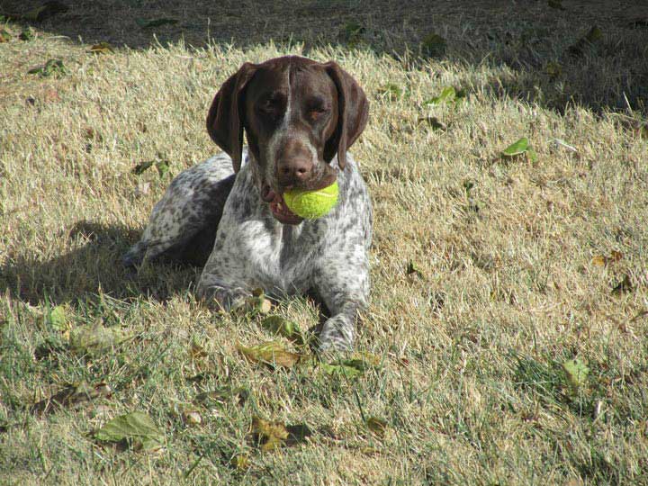 are german shorthaired pointers protective