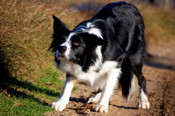 border_collie.jpg