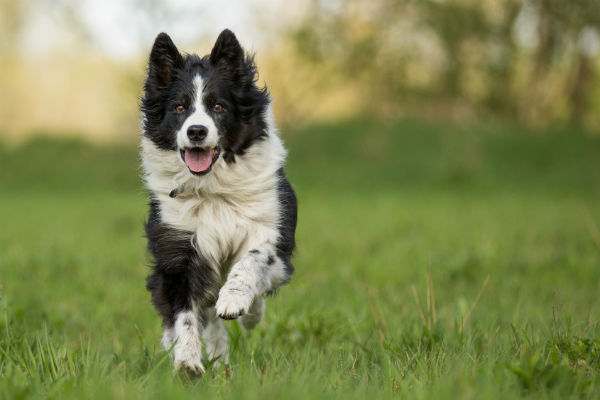 medium athletic dogs