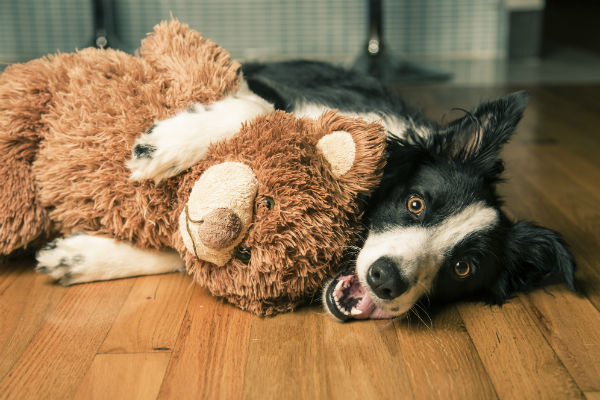 My dog ate a sales stuffed toy