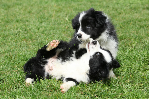 Border Collie Dog Breed Information