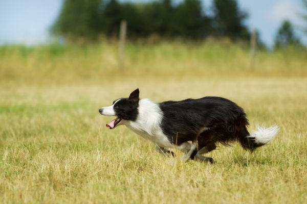 verslag doen van winter dun 10 Things You Didn't Know About the Border Collie – American Kennel Club