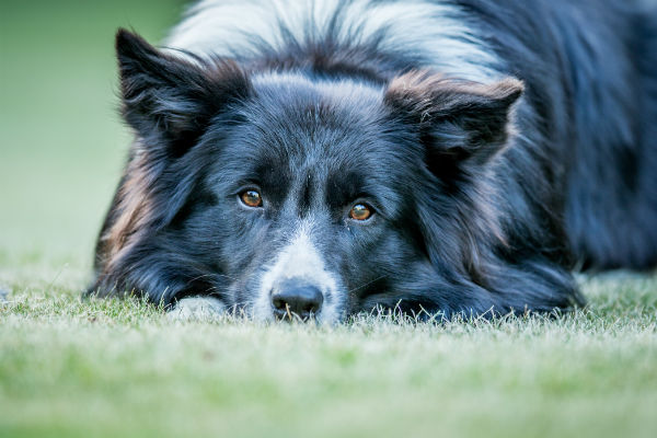 Why your dog's brain health and stimulation is important