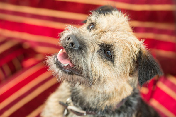 border terrier