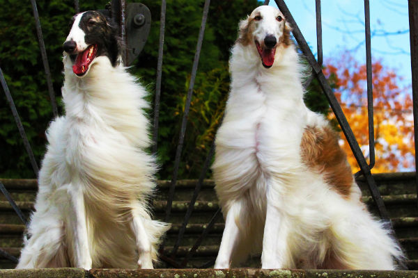 are borzoi the most intelligent dogs