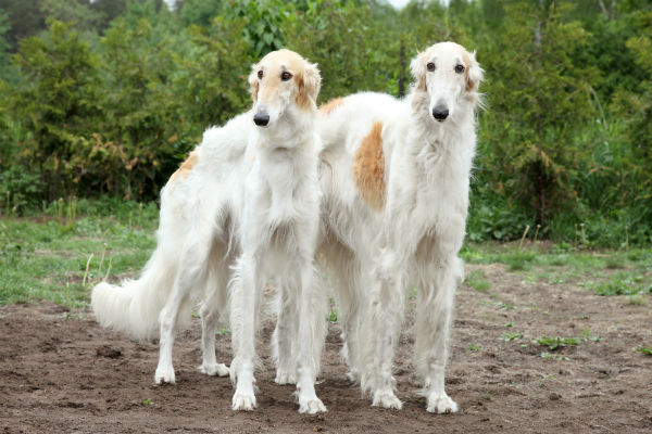 can a borzoi and a pudelpointer be friends