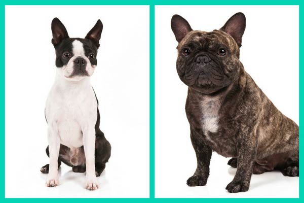 French bulldog hot sale similar breeds