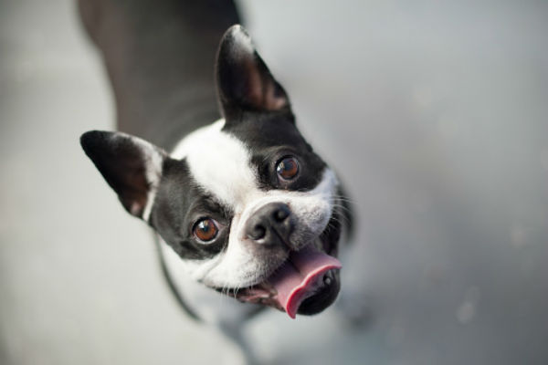 boston terrier