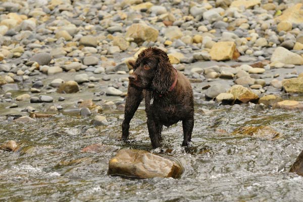 best dual purpose hunting dog