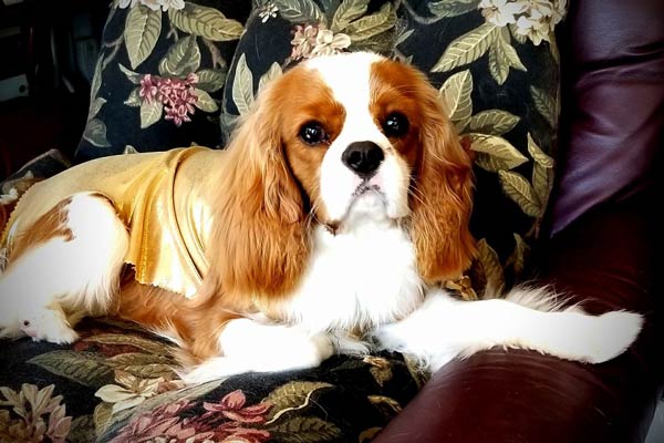 westminster cavalier king charles spaniel