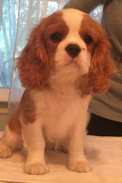 cavalier king charles spaniel