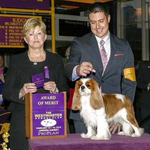 cavalier king charles spaniel show dog