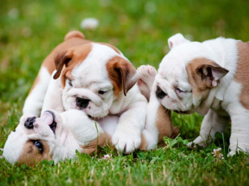 The 13 Most Important Questions To Ask Your Puppy Breeder