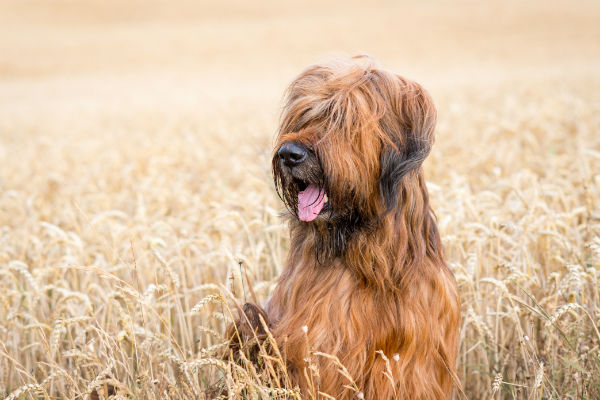 briard in field