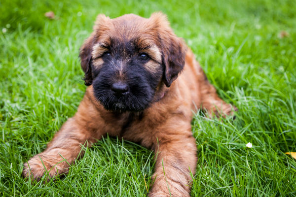 briard pup