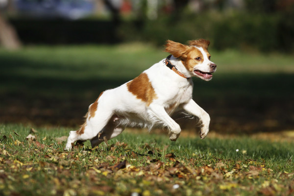 what breed of dog is a bird dog