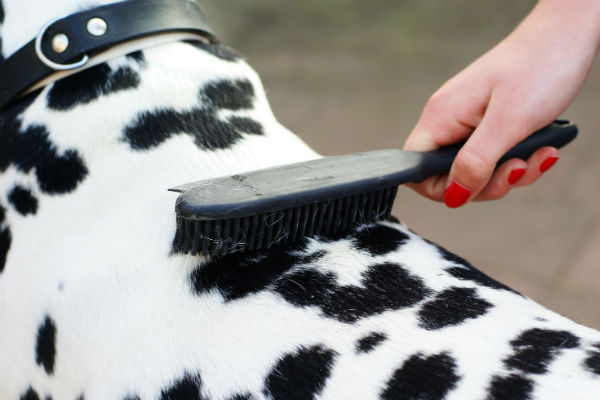 brushing