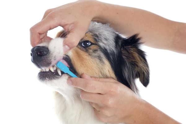 can dogs teeth be brushed with human toothpaste