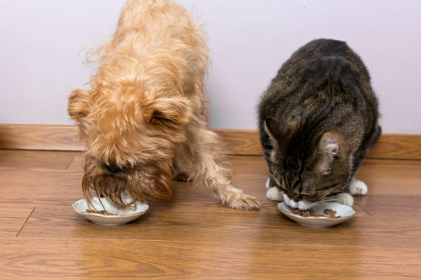 Can Dogs Eat Cat Food? Is Cat Food Bad For Dogs? Dog Eating Cat Food