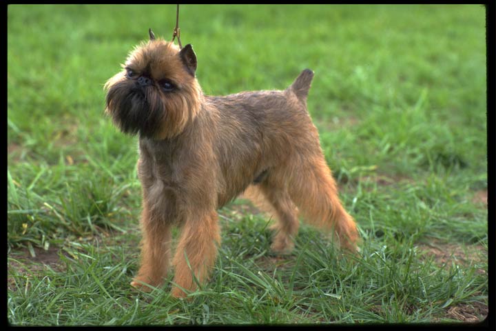 brussels griffon