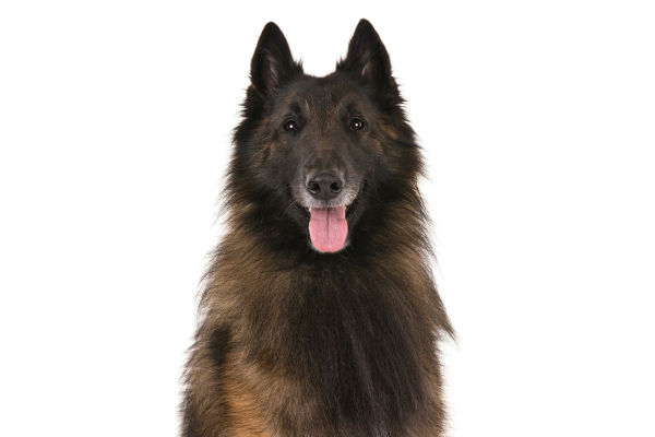 belgian shepherd dog tervueren