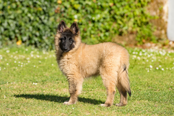 Belgian Tervuren Dog Breed Information