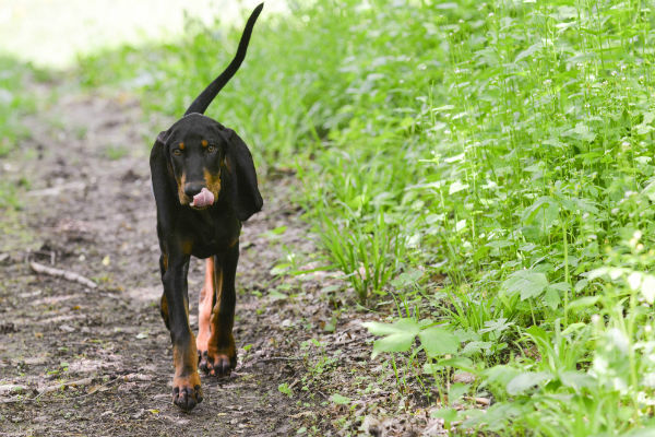 black and tan coonhound treeing