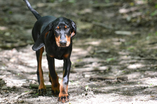 are black and tan coonhounds lazy