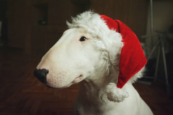 bull terrier holiday