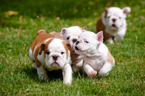 50 Cute Puppies You Ll Have To See To Believe American Kennel Club